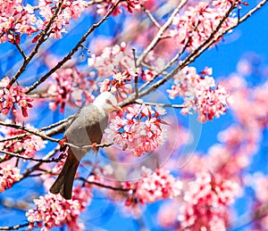 White-headed Bulbul and cherry blossom or sakura