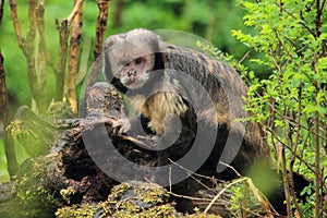 White-headed capuchin