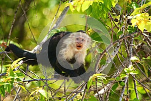 White-headed capuchin