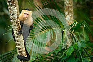 White-headed Capuchin, black monkey sitting on palm tree branch in the dark tropical forest. Wildlife of Costa Rica. Travel holida