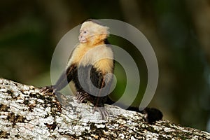 White-headed Capuchin, black monkey sitting on the tree branch in the dark tropic forest. Cebus capucinus in gree tropic vegetatio