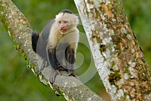 White-headed Capuchin, black monkey sitting on the tree branch in the dark tropic forest. Cebus capucinus in gree tropic vegetatio