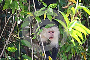 White-headed capuchin, bright eyes