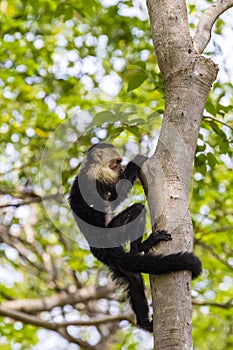 White-headed capuchin - Cebus capucinus