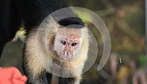 The white-headed capuchin Cebus capucinus. AKA White-faced capuchin or white-throated capuchin.