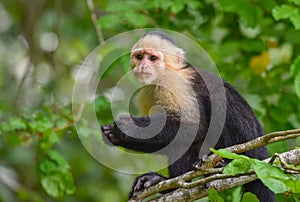 The white-headed capuchin Cebus capucinus. AKA White-faced capuchin or white-throated capuchin.