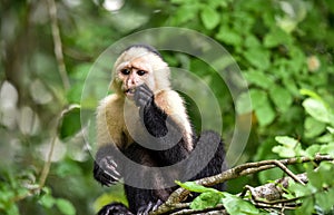 The white-headed capuchin Cebus capucinus. AKA White-faced capuchin or white-throated capuchin.