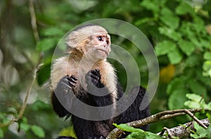 The white-headed capuchin Cebus capucinus. AKA White-faced capuchin or white-throated capuchin. photo