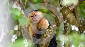 The white-headed capuchin Cebus capucinus. AKA White-faced capuchin or white-throated capuchin. photo