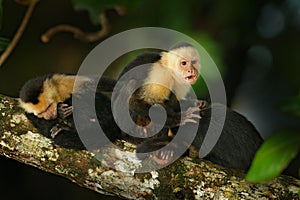 White-headed Capuchin, Cebus capucinus, black monkey sitting on the tree branch in the dark tropic forest, animal in the nature ha