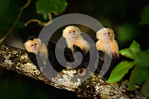 White-headed Capuchin, Cebus capucinus, black monkey sitting on the tree branch in the dark tropic forest, animal in the nature ha photo