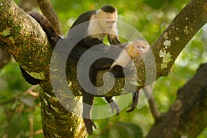 White-headed Capuchin, Cebus capucinus, black monkeys sitting on the tree branch in the dark tropical forest, animals in the