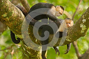 White-headed Capuchin, Cebus capucinus, black monkeys sitting on the tree branch in the dark tropical forest, animals in the
