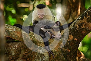 White-headed Capuchin, Cebus capucinus, black monkeys sitting on the tree branch in the dark tropical forest, animals in the