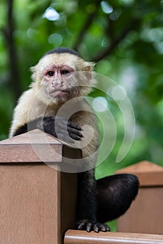 White-headed capuchin - Cebus capucinus