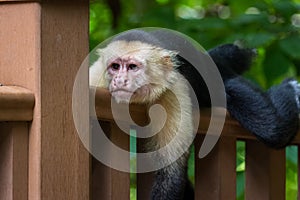 White-headed capuchin - Cebus capucinus