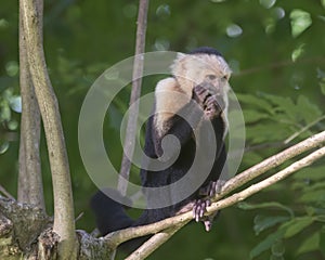 White-headed capuchin Cebus capucinus, Costa Rica