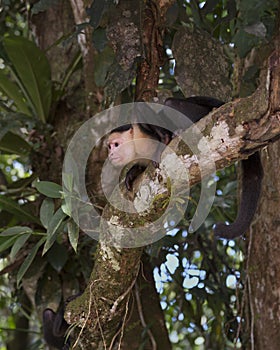 White-headed capuchin Cebus capucinus, Costa Rica