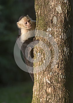 White-headed capuchin Cebus capucinus, Costa Rica