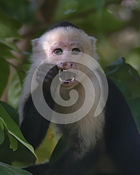 White-headed capuchin Cebus capucinus, Costa Rica