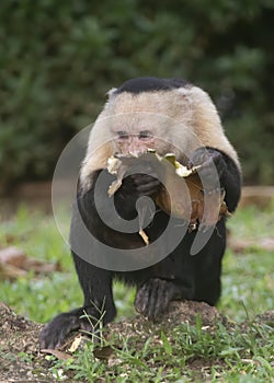 White-headed capuchin Cebus capucinus, Costa Rica