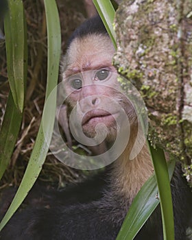 White-headed capuchin Cebus capucinus portrait, Costa Rica photo
