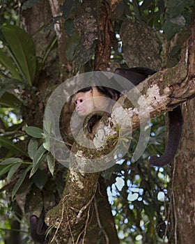 White-headed capuchin Cebus capucinus, Costa Rica photo