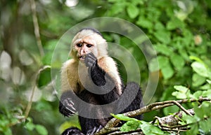 The white-headed capuchin Cebus capucinus. AKA White-faced capuchin or white-throated capuchin. photo