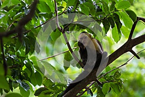 White headed capuchin - Cebus capucinus - Pura Vida