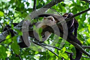 White headed capuchin - Cebus capucinus - Pura Vida photo