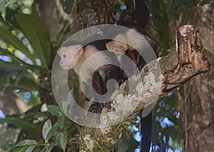 Two White-headed capuchin Cebus capucinus, Costa Rica photo