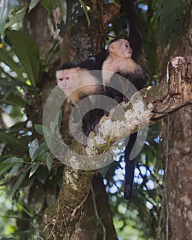 Two White-headed capuchin Cebus capucinus, Costa Rica photo