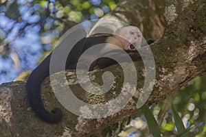 White-headed capuchin Cebus capucinus, Costa Rica photo