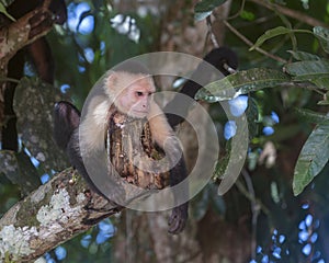 White-headed capuchin, Costa Rica photo