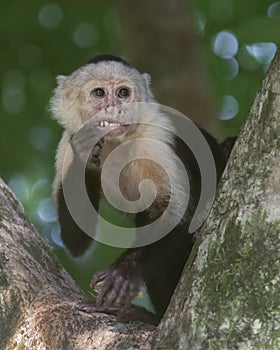 White-headed capuchin Cebus capucinus, Costa Rica photo