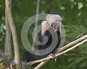 White-headed capuchin Cebus capucinus, Costa Rica photo