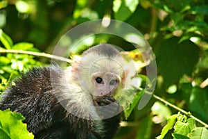 White-headed capuchin, eating