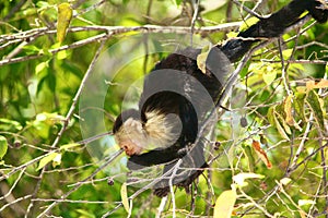 White-headed capuchin, eating upside-down