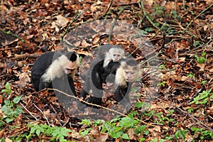 White-headed capuchin