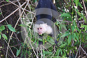 White-headed capuchin, hanging