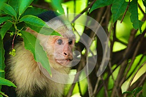 White-headed capuchin hiding, side profile