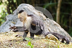 White-headed capuchin looking for food - Cebus capucinus