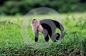 White-headed Capuchin Monkey