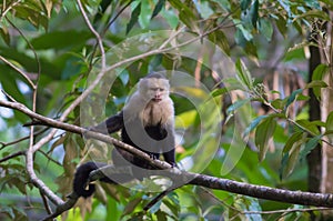 White-headed Capuchin Monkey