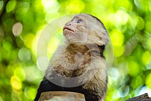 White headed capuchin monkey