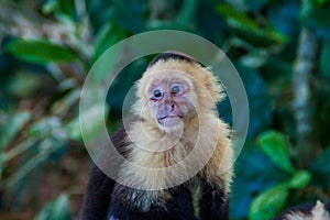 White-headed capuchin monkey Cebus capucinus in National Park Manuel Antonio, Costa Ri