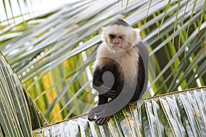 White-headed Capuchin Monkey Sitting in a Palm Tree