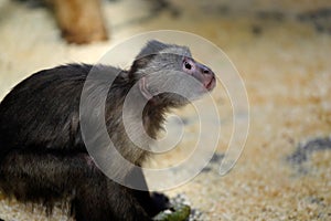 White-headed Capuchin New World monkey of the subfamily Cebinae