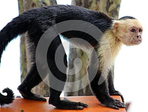 White headed capuchin one hand spider monkey in Costa Rica