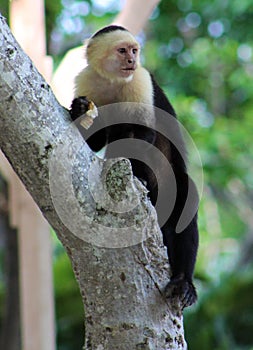 White headed capuchin one hand spider monkey in Costa Rica